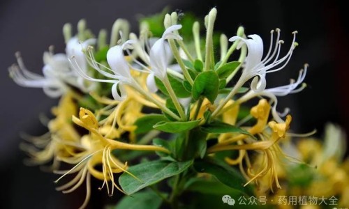 麦芽的功效和禁忌副作用-麦芽作用网 :分享麦芽作用与功能主治是什么-麦芽作用与功能主治是什么知识